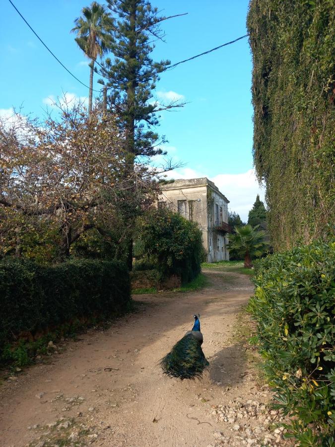 Villa Feia Κατάκολο Εξωτερικό φωτογραφία